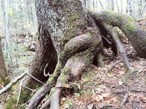 приморская тайга