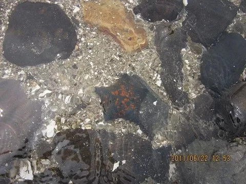 Антарес в Находке в бархатный сезон