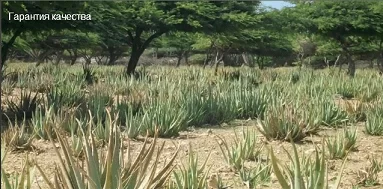 Продукция Гербал