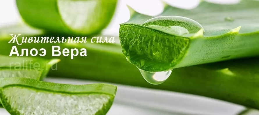 Растение Алоэ Вера и его полезные свойства алоэ вера напитки