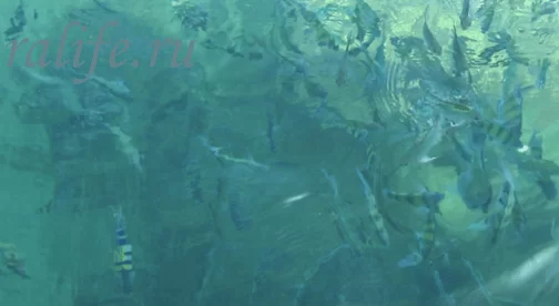 uha-iz-morskoy-ryibyi-i-zharenyie-popugaychiki