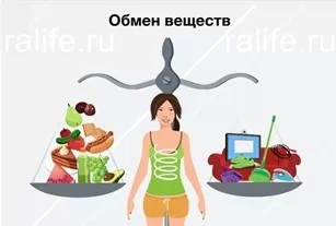 обмен веществ
