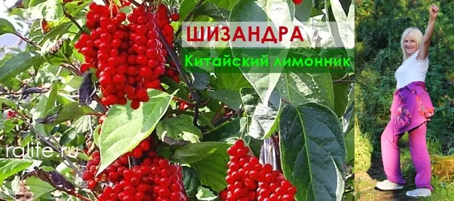 ягоды шизандры и витамины для укрепления иммунитета