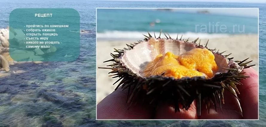 морские ежи в приморье