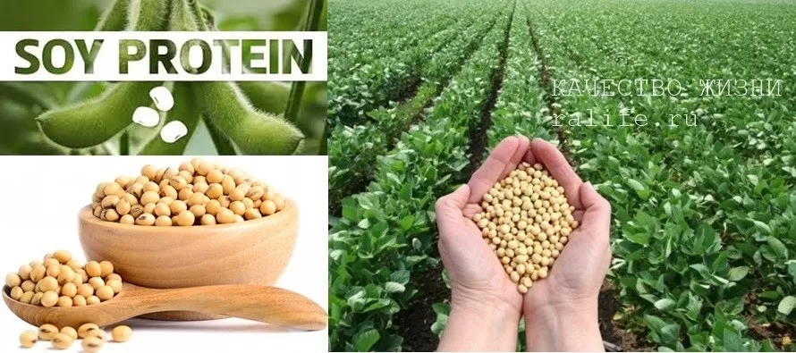 Соевый белок и похудение соевый белок