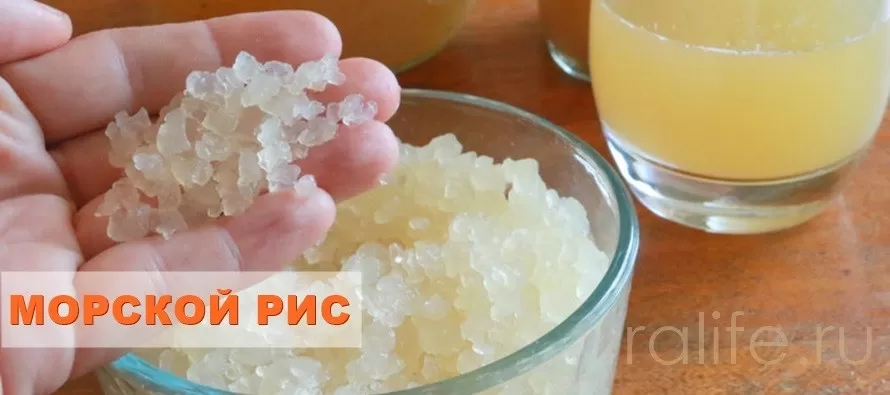 морской рис - необычный напиток