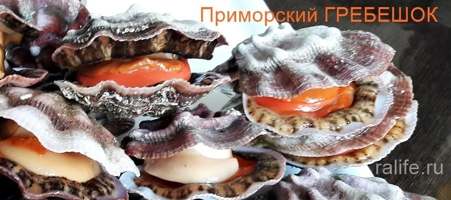 Приморский гребешок