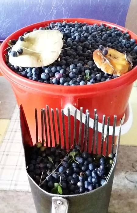 в отпуске собираю ягоду