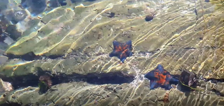 морские звезды и ежи