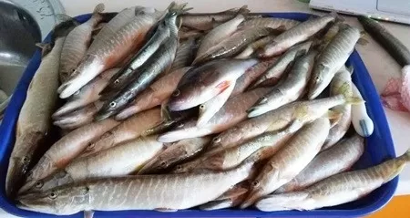 рыба щурагайка на обед для худеющих