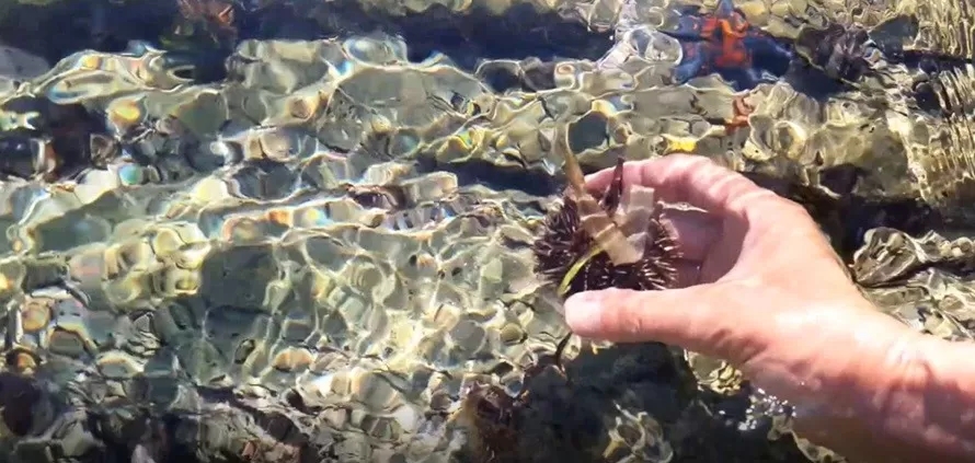 в бухте Отрадная чистое море