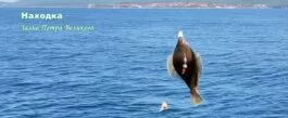 Вот такая рыбалка в Находке! Смотри и завидуй! рыбалка в Находке